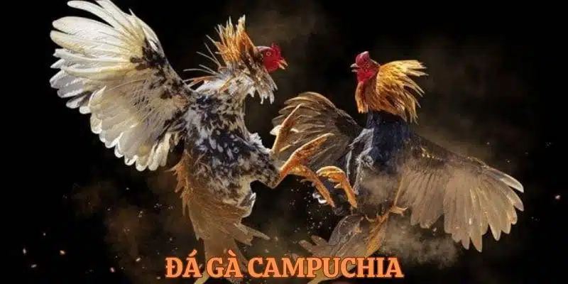 Sơ lược về đá gà Campuchia