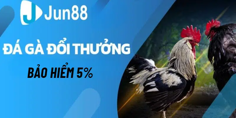 Thể lệ ưu đãi bảo hiểm thua đá gà thưởng lên đến 5%